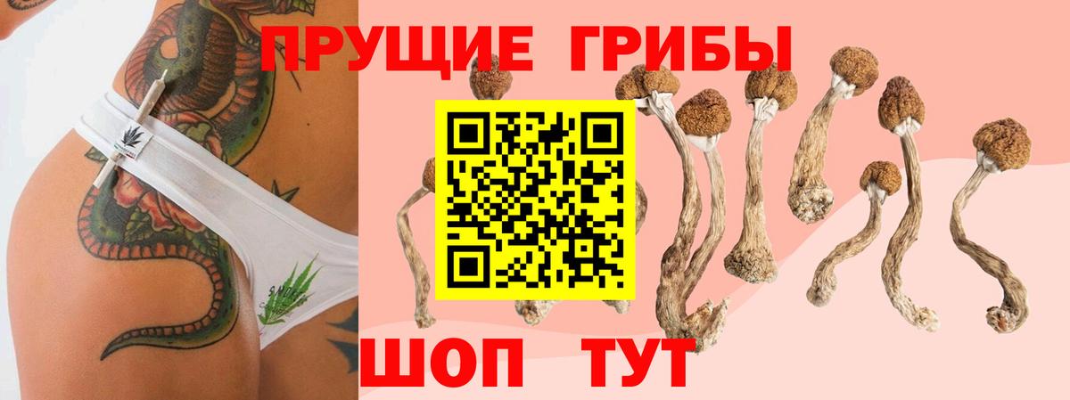 Псилоцибиновые грибы Psilocybine cubensis Ступино